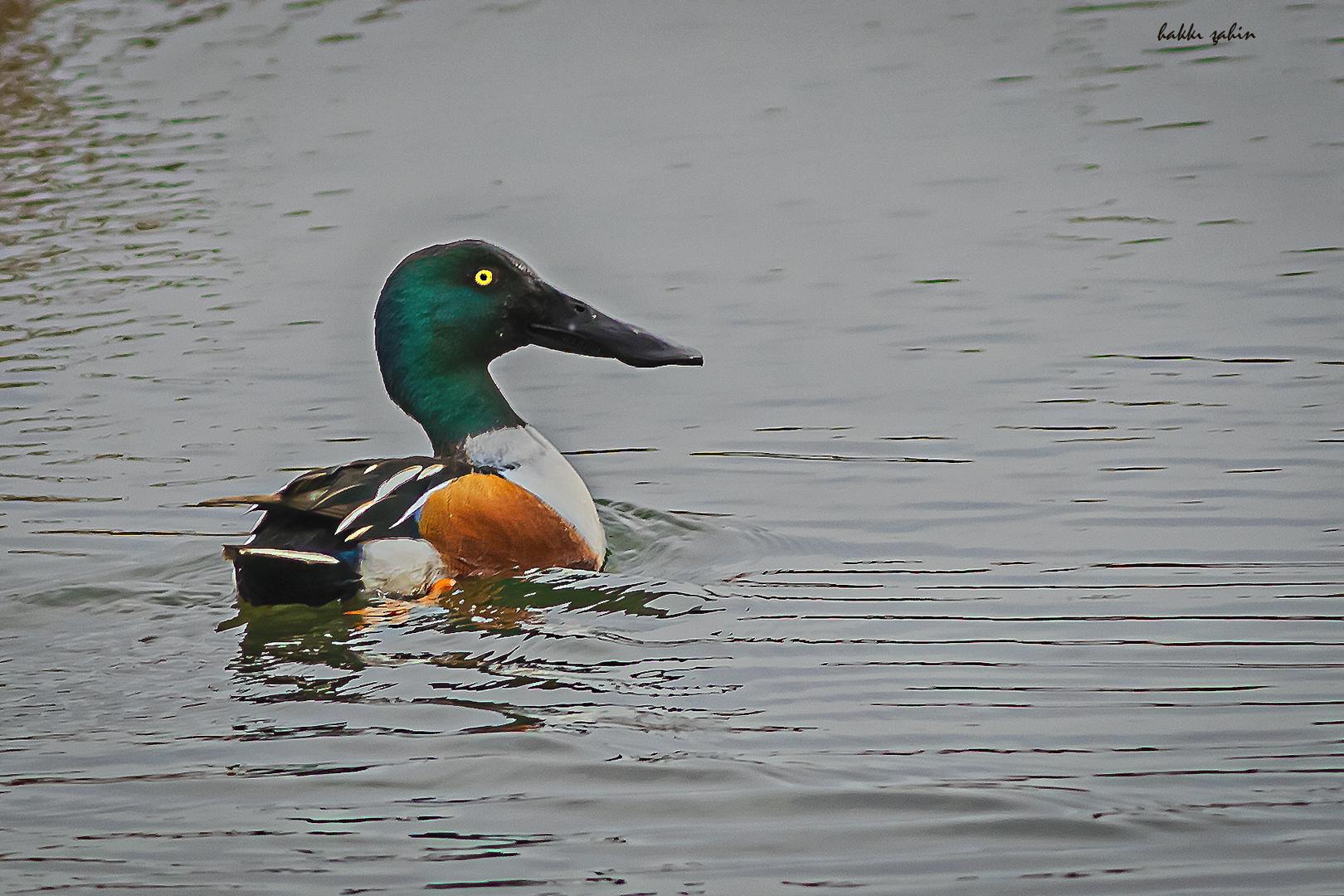 Northern Shoveler